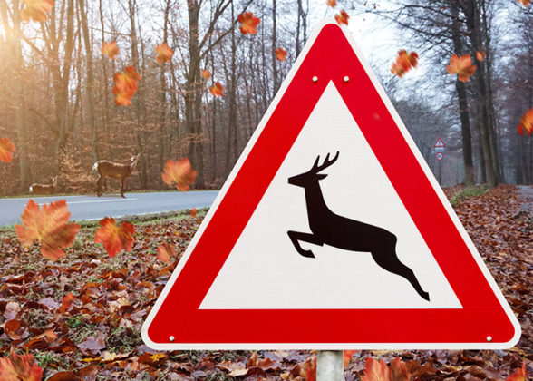 How To Avoid A Deer Collision - Zagline